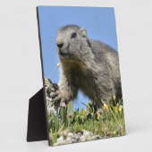 Junge Almmotte Fotoplatte (Seite)