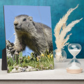 Junge Almmotte Fotoplatte (Seite)