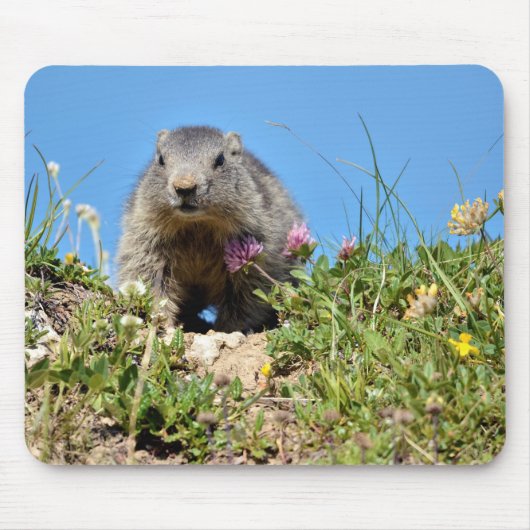 Junge Almmotte Mousepad (Vorne)