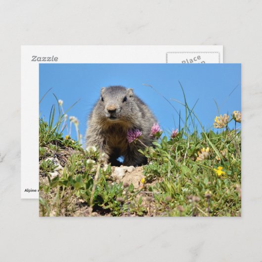 Junge Almmotte Postkarte (Vorne/Hinten)