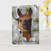 Junge Alpaca in weißen Blüten, Karte (Gelbe Blume)