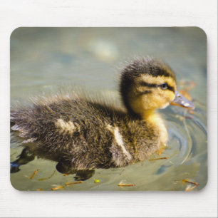 Junge Baby-Ente Mousepad