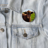 Junge braune Kuh auf Weidenfeldern Button (Beispiel)