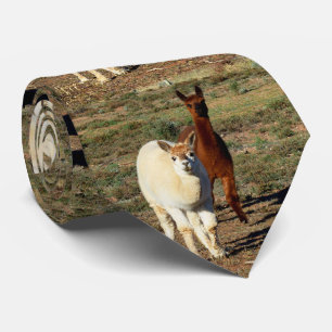 Junge braune und weiße Alpacas, Nacktzie Krawatte