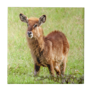 Junge Brown Antilope Waterbuck Getty Bild-  Fliese