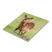 Junge Brown Antilope Waterbuck Getty Bild-| Fliese (Seite)