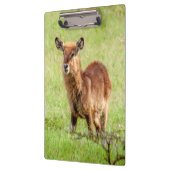 Junge Brown Antilope Waterbuck Getty Bild-| Klemmbrett (Links)