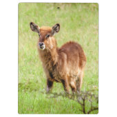 Junge Brown Antilope Waterbuck Getty Bild-| Klemmbrett (Rückseite)