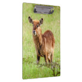 Junge Brown Antilope Waterbuck Getty Bild-| Klemmbrett (Rechts)