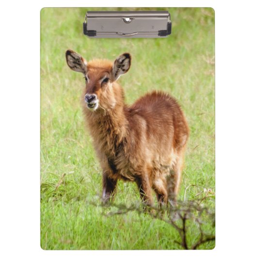 Junge Brown Antilope Waterbuck Getty Bild-| Klemmbrett (Vorderseite)