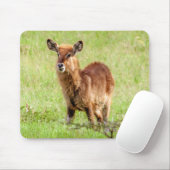 Junge Brown Antilope Waterbuck Getty Bild-| Mousepad (Mit Mouse)