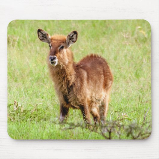 Junge Brown Antilope Waterbuck Getty Bild-| Mousepad (Vorne)