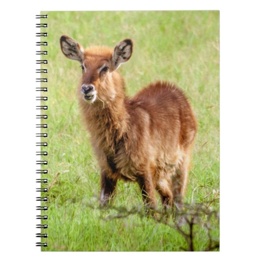 Junge Brown Antilope Waterbuck Getty Bild-| Notizblock (Vorderseite)