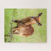 Junge Brown Antilope Waterbuck Getty Bild-| Puzzle (Horizontal)