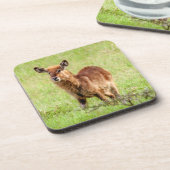 Junge Brown Antilope Waterbuck Getty Bild-| Untersetzer (Linke Seite)