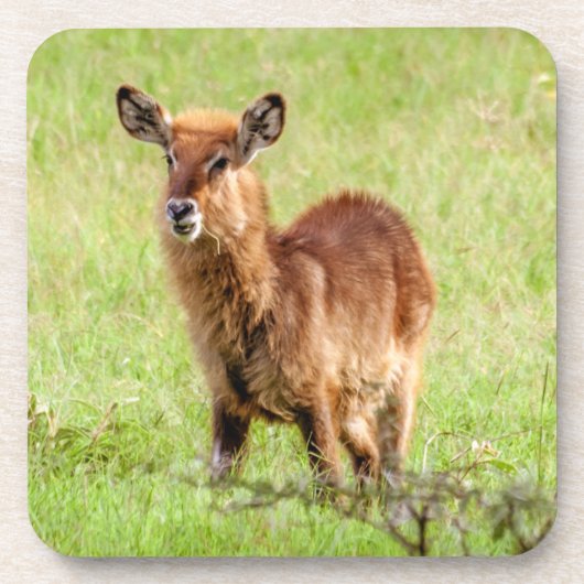 Junge Brown Antilope Waterbuck Getty Bild-| Untersetzer (Vorderseite)