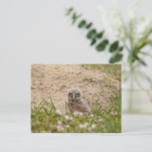 Junge Burrowing Owl in Florida Postkarte (Stehend Vorderseite)