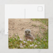 Junge Burrowing Owl in Florida Postkarte (Vorne/Hinten)