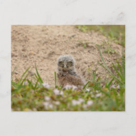 Junge Burrowing Owl in Florida Postkarte