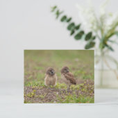 Junge Burrowing Owls in Florida Postkarte (Stehend Vorderseite)