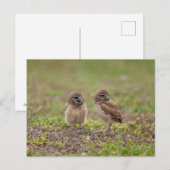 Junge Burrowing Owls in Florida Postkarte (Vorne/Hinten)