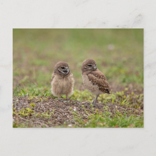 Junge Burrowing Owls in Florida Postkarte (Vorderseite)