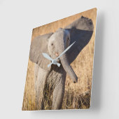 Junge Bush-Elefant Quadratische Wanduhr (Winkel)
