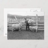 Junge, der ein Wollbündel hält Postkarte (Vorne/Hinten)