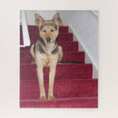 Junge deutsche Schäferhunde auf Treppen 16x20 Puzzle (Vertikal)