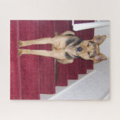 Junge deutsche Schäferhunde auf Treppen 16x20 Puzzle (Horizontal)