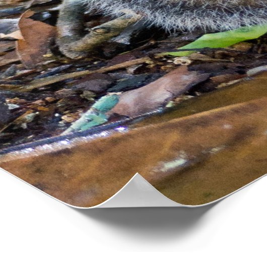 Junge Eichhörnchen mit Frühstückspenster Poster (Ecke)