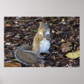 Junge Eichhörnchen mit Frühstückspenster Poster (Vorne)