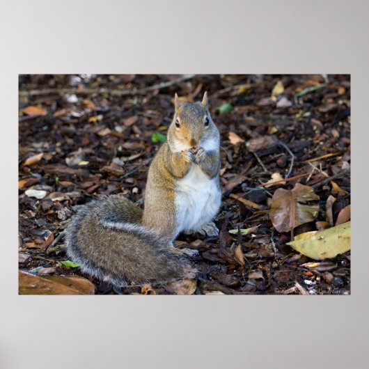 Junge Eichhörnchen mit Frühstückspenster Poster (Vorne)