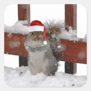 Junge Eichhörnchen mit Weihnachtsmannmütze Holid Quadratischer Aufkleber