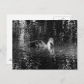 Junge eurasische Kuh (schwarz und weiß) Postkarte (Vorne/Hinten)