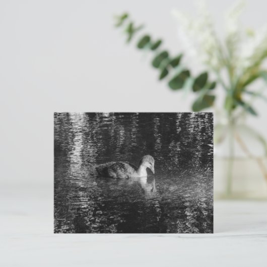 Junge eurasische Kuh (schwarz und weiß) Postkarte (Stehend Vorderseite)