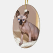 Junge Farbpoint sphynx Katze in Hängematte.JPG Keramikornament (Links)