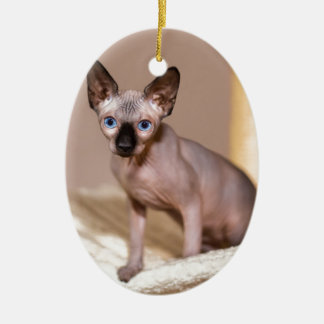 Junge Farbpoint sphynx Katze in Hängematte.JPG Keramikornament