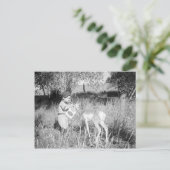 Junge füttert Antilope Postkarte (Stehend Vorderseite)