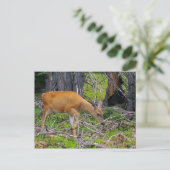 Junge füttre Postkarte (Stehend Vorderseite)