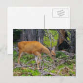 Junge füttre Postkarte (Vorne/Hinten)