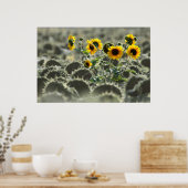 Junge Gelbblüten Poster (Küche)