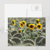 Junge Gelbblüten Postkarte (Vorne/Hinten)