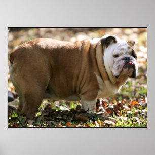 Junge genannte Sue Poster