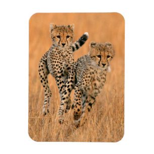Junge Geparden (Acinonyx Jubatus) beim Laufen Magnet