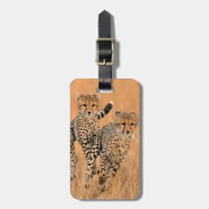 Junge Geparden (Acinonyx Jubatus) laufen Gepäckanhänger