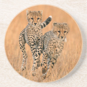 Junge Geparden (Acinonyx Jubatus) laufen Getränkeuntersetzer