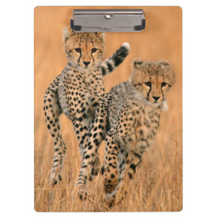 Junge Geparden (Acinonyx Jubatus) laufen Klemmbrett