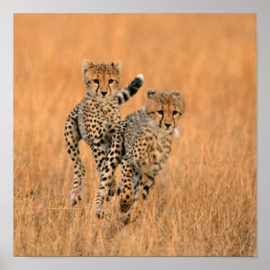 Junge Geparden (Acinonyx Jubatus) laufen Poster
