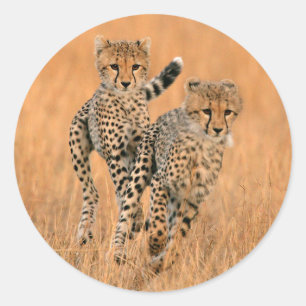 Junge Geparden (Acinonyx Jubatus) laufen Runder Aufkleber